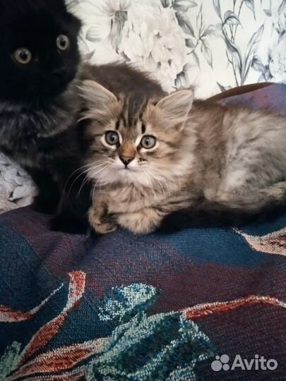 Кошка в дар