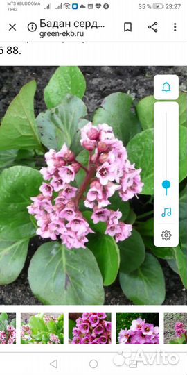 Бадан, расстения