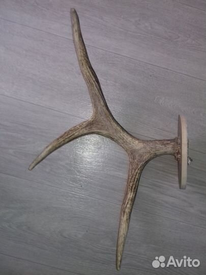 Оленьи рога