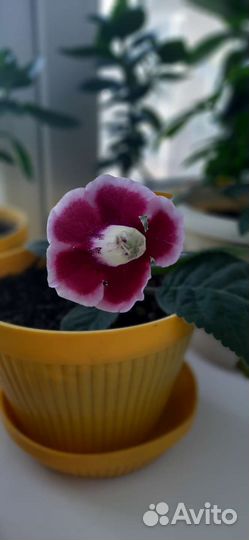 Глоксиния лист на срез, семена