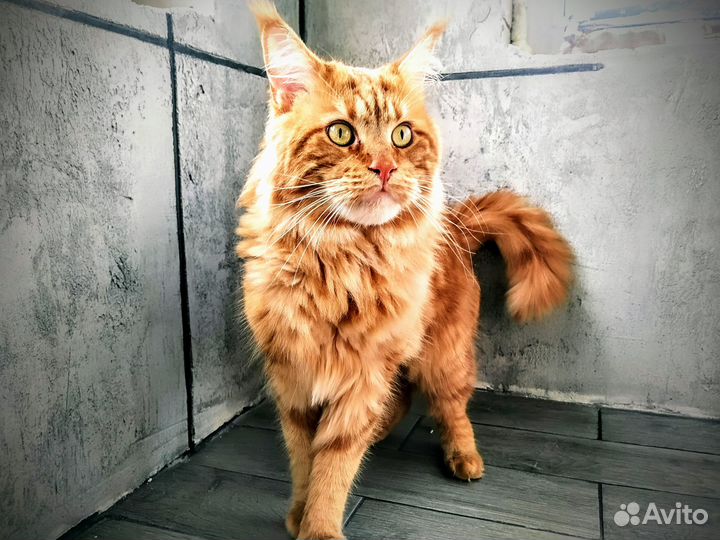 Передержка для Кошек и Котов (котоотель)