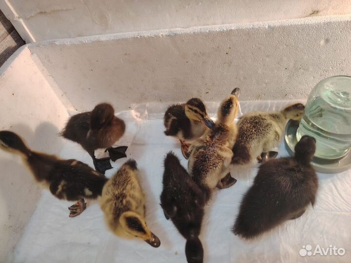 Утка каюга
