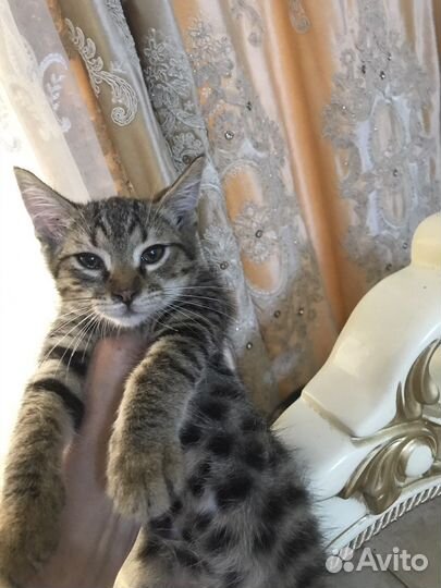 Кошки в дар
