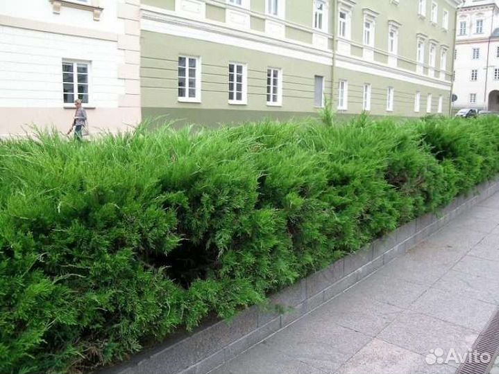 Можжевельник, саженцы