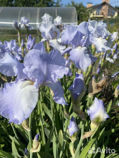 Ирис бородатый