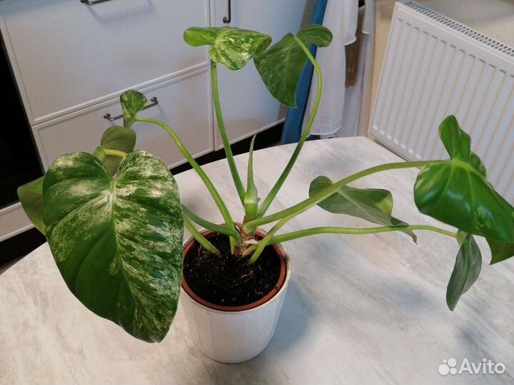 Аглаонема Silver bay Филодендрон Gigantum var