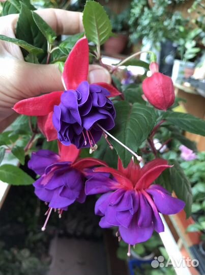 Фуксия сортовая махровая