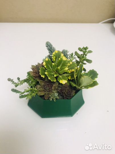 Композиция из суккулентов в плошке