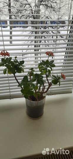 Комнатные растения цветы