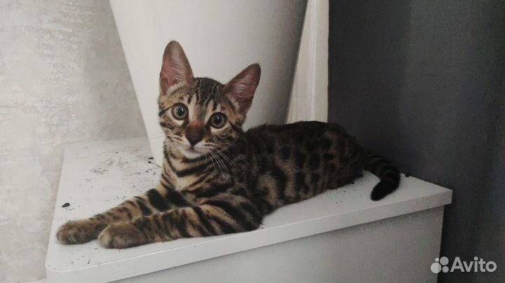 Бенгальская кошка