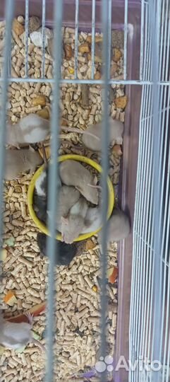 Крыса дамбо