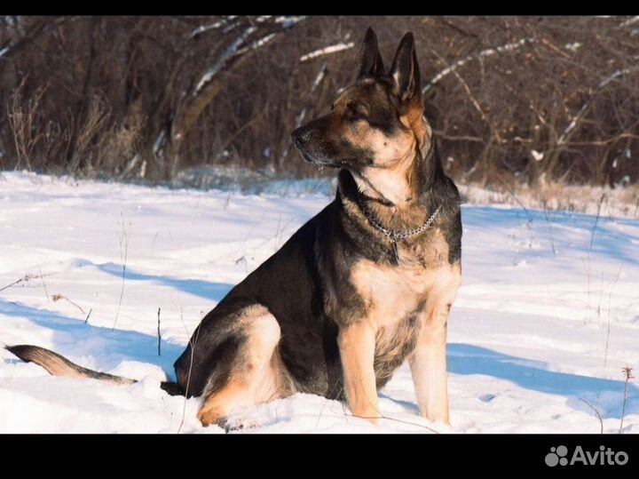 Щенки немецкой овчарки