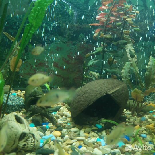 Аквариумные рыбки цихлиды