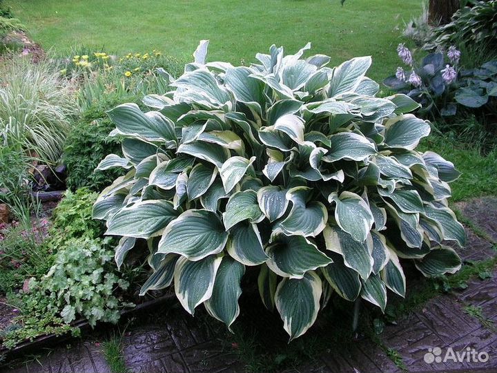 Хоста пизас (pizzazz) Высота от 25см