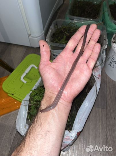 Черви выползки