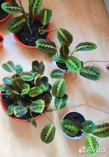 Маранта триколор