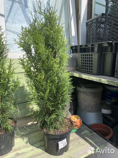 Туя западная Смагард