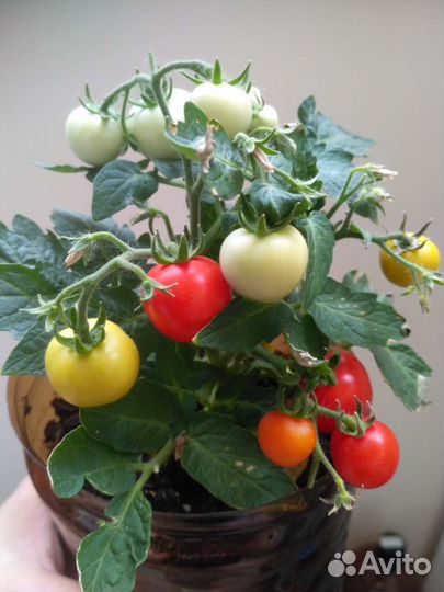 Рассада для подоконника и открытого грунта