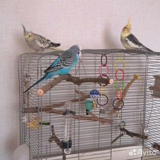 Передержка для попугаев и других птиц