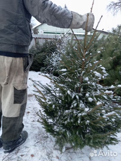 Ели и сосны