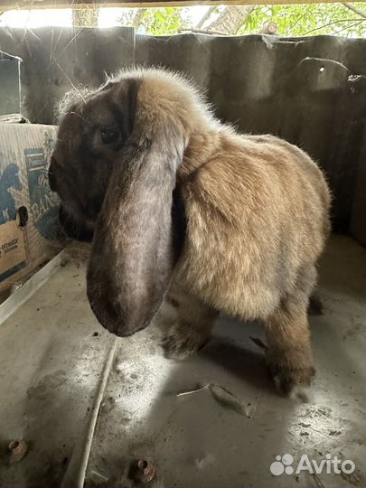 Кролики самка