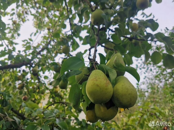 Яблоки, груши, кабачки