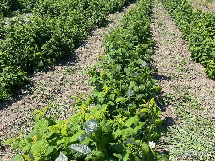 Малина полька маравилла энросадира пщехиба