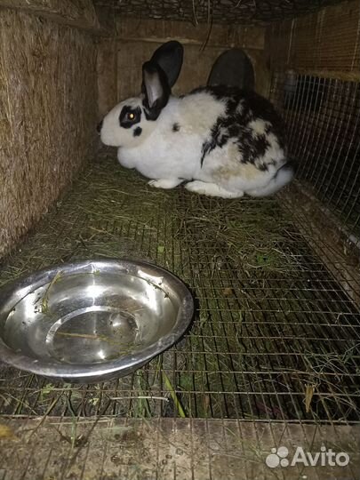 Продам крольчих 3 шт и крола осеменителя 1 шт