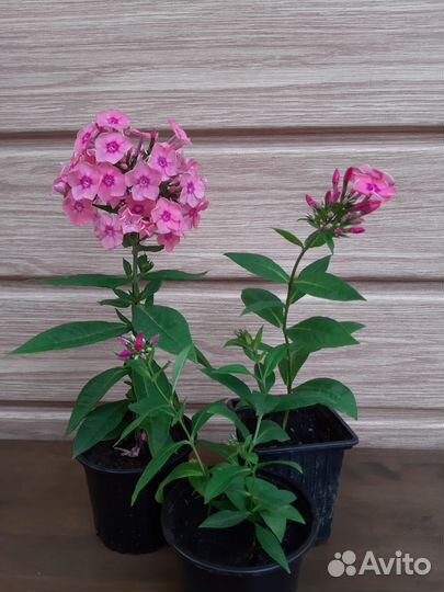 Флоксы метельчатые, многолетние