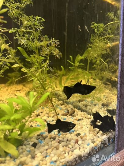 Сомики анциструсы и рыбки малинезии