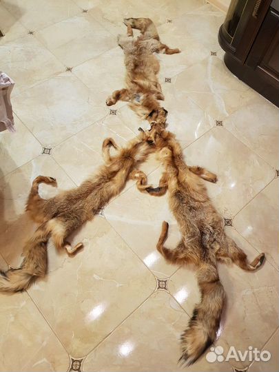 Лисья шкура