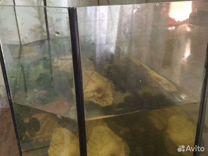Аквариум на 50 литров с крышкой