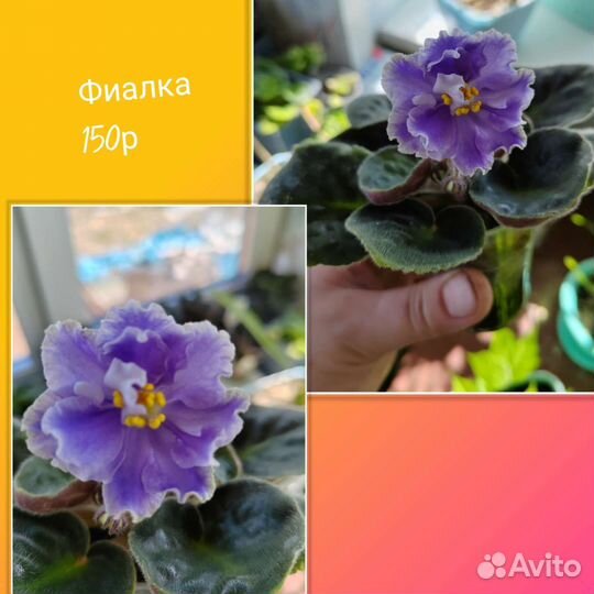 Фиалка
