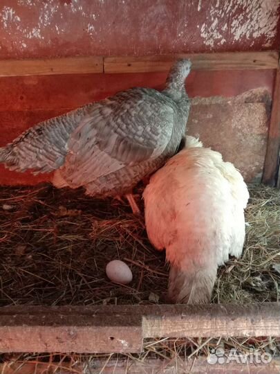 Инкубационное яйцо Индюшата Бройлер