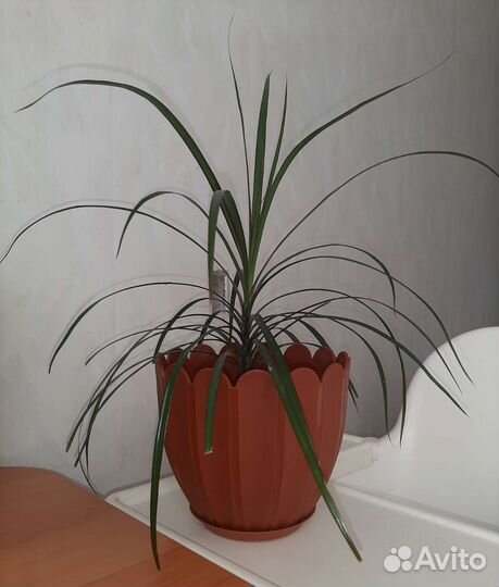 Молодое дерево(драцена)