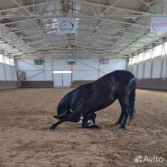 Вороная кобыла