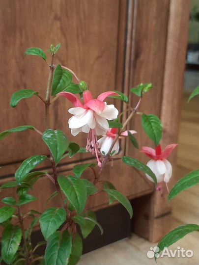 Саженец фуксии