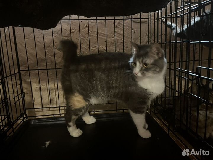 Коты, кошки, котята ищут своих людей