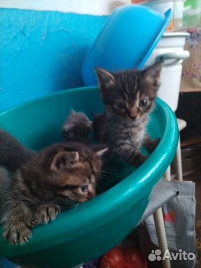 Отдам в добрые руки котят, мальчики и девочка