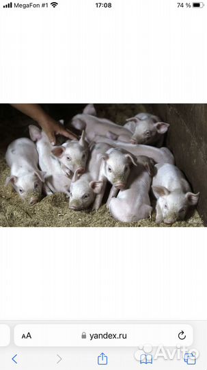Поросята