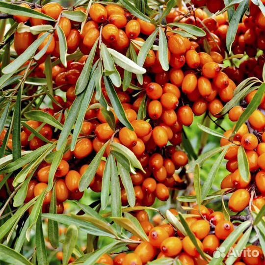 Саженцы облепихи (сортовой)