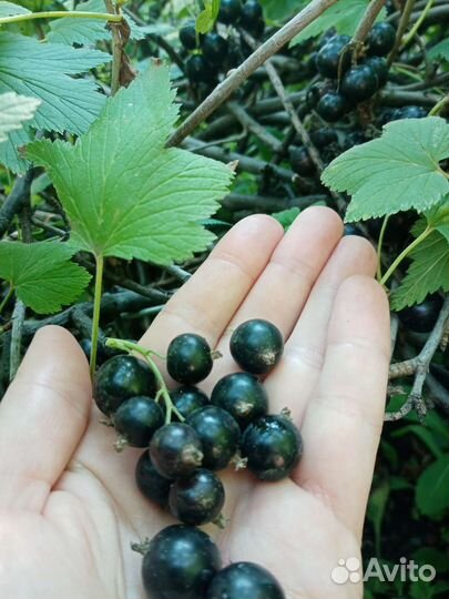 Черная смородина