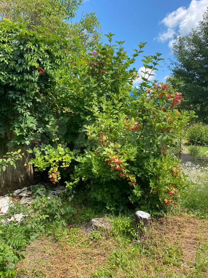 Дача 15 м² на участке 4 сот.