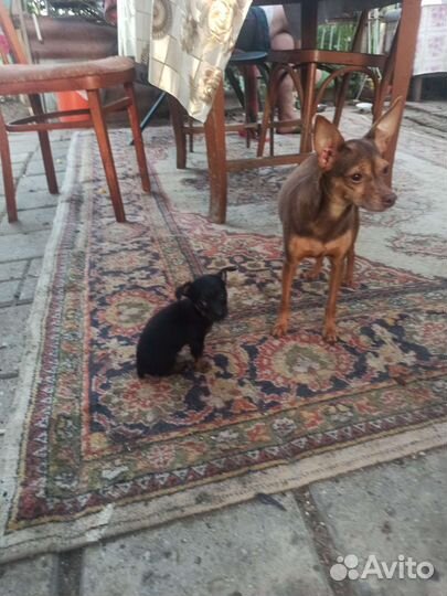 Мини той-терьер