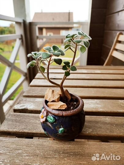 Аихризон дерево любви. Бонсай