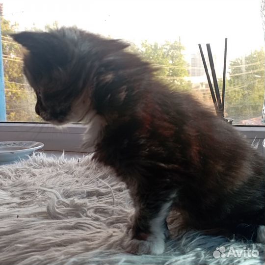 Котята мейн-кун