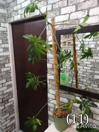Фикус и филодендрон