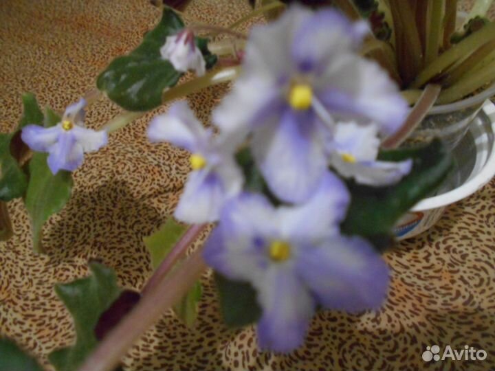 Фиалки сортовые