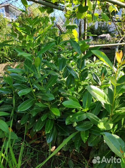 Лавровишня саженцы