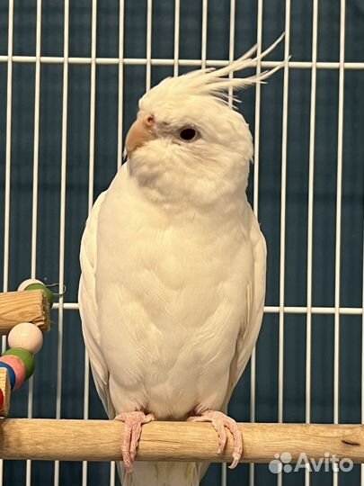 Корелла, белый